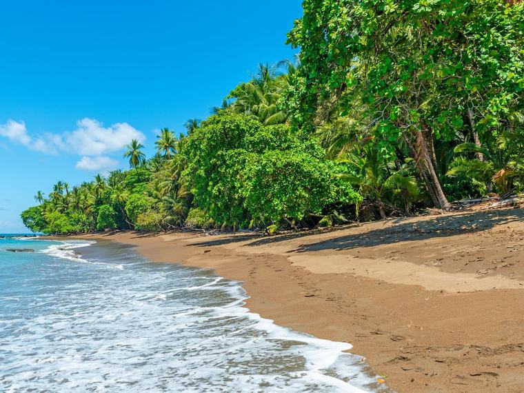 Buscan voluntarios para vivir gratis en una playa paradisíaca del Caribe y solo deben cuidar tortugas: ofrecen alojamiento completo y comida