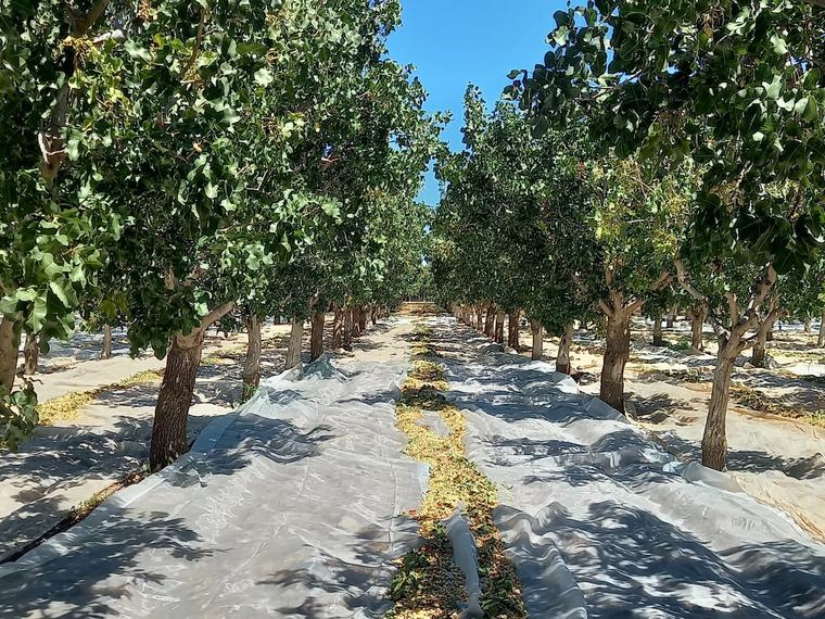 Oro verde: ya hay 10.000 hectáreas de un cultivo que desató una ola de inversiones
