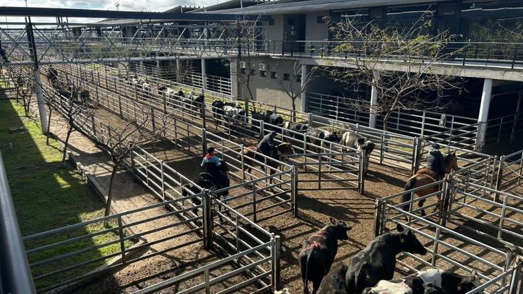 Vacunos: demanda selectiva y precios en baja en el Mercado Agroganadero de Cañuelas