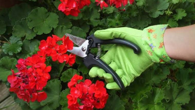 Poda del geranio: en qué época del año es mejor para que den flores coloridas