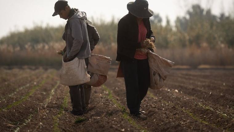 Productores en alerta: consumo en baja, precios irrisorios y costos altos complican al sector rural Por Diana Chiani